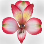 bicolor