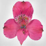 dark (hot) pink