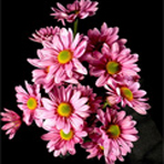 dark (hot) pink