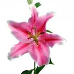 dark (hot) pink