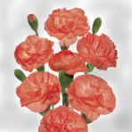 cerise - salmon
