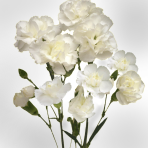cream