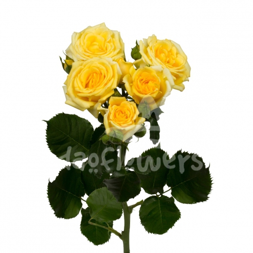 golden sensation*
