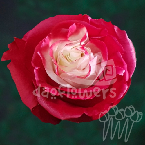 AS 50 red fairy PNT