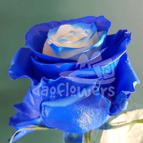AS 35 blue fairy PNT
