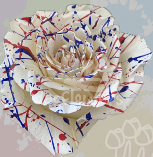 KF 20 firework confetti PNT