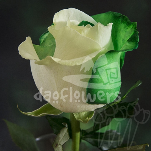 D 22 green white PNT