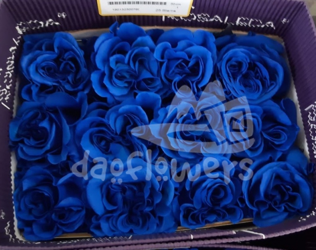 D 68 blue PNT