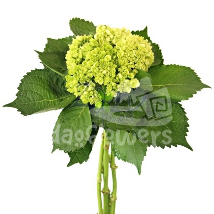 mini light green
