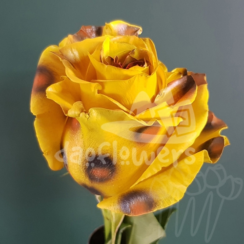 AS 44 yellow leopard PNT