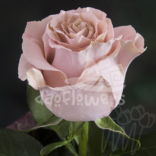 AS 09 baby pink PNT
