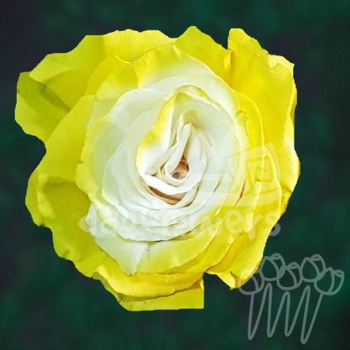 AS 49 Yellow Fairy PNT