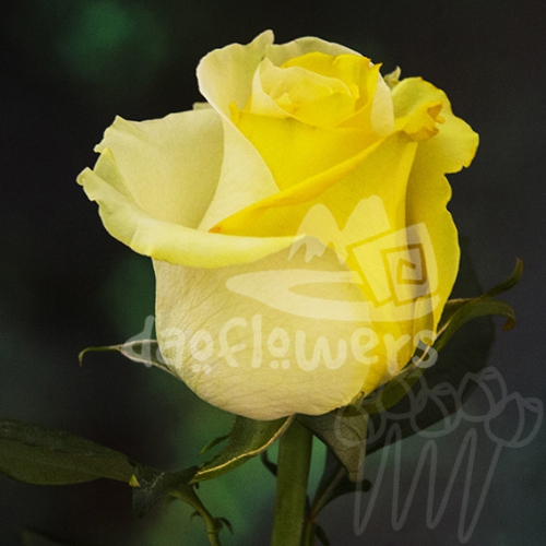 D 16 yellow white PNT
