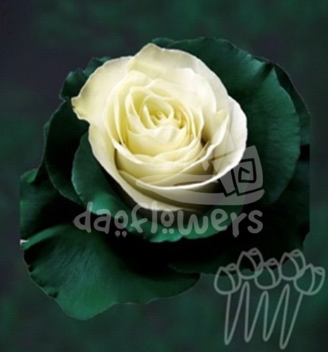 PX 05 green PNT