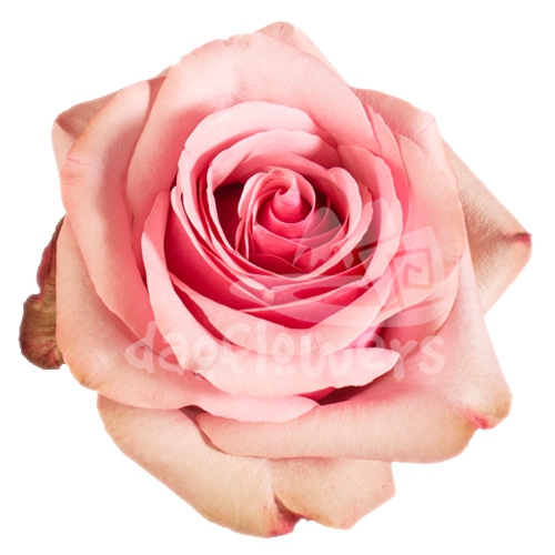 pink paloma