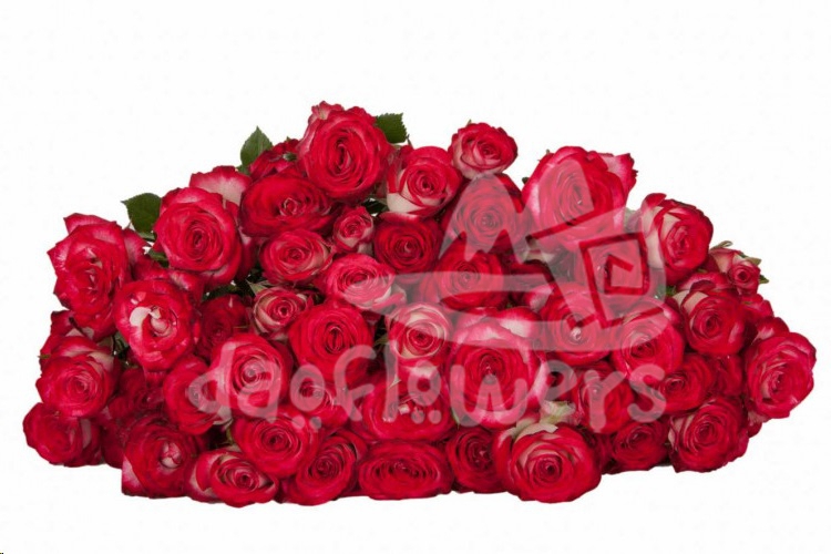 sedna*