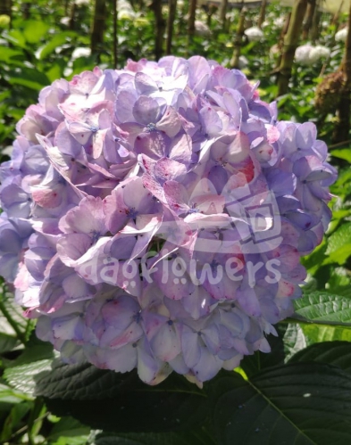 antique lavender