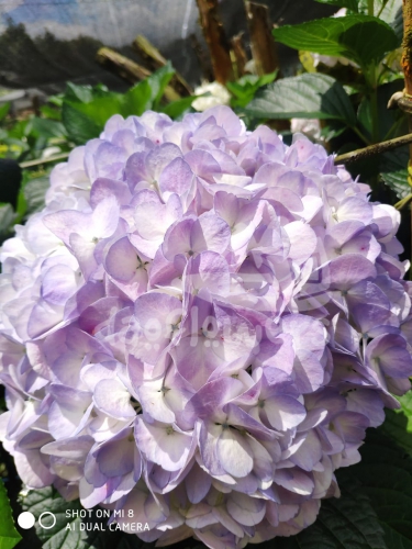 lavender natural