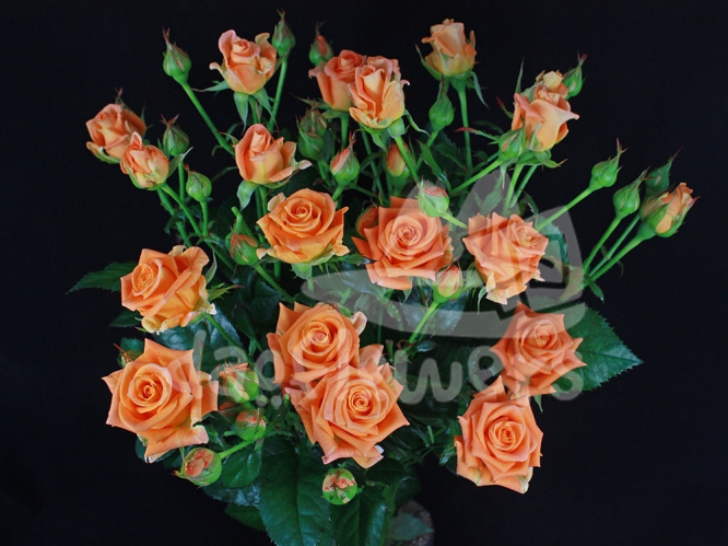 orange bubbles*