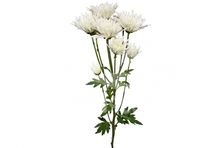 needle white