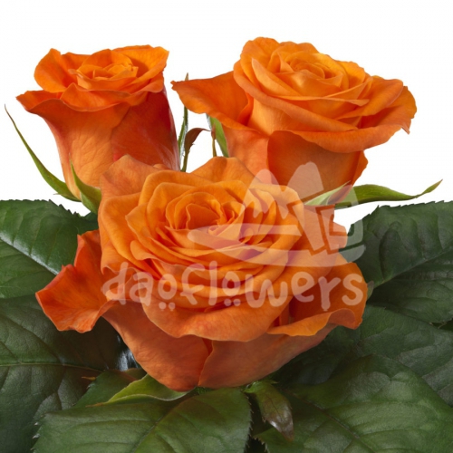 orange wave