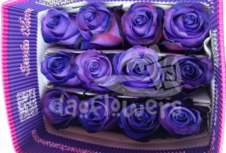 Purple PNT