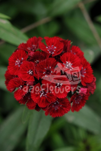 Sweet Red