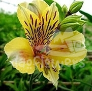 Amazone