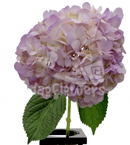 Light Lavender PNT