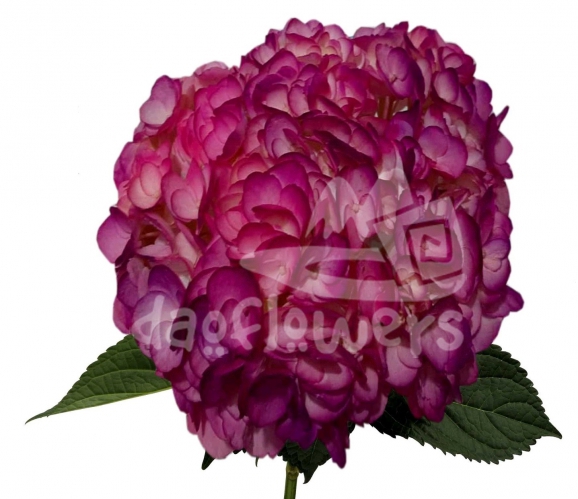 Raspberry PNT