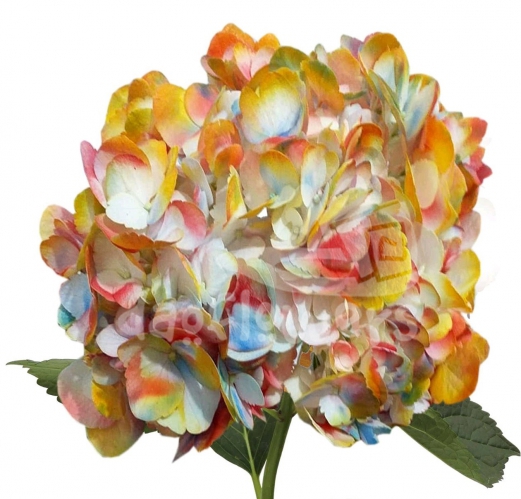 bicolor yellow  light blue red PNT