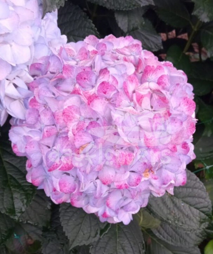 pink blush bicolor natural