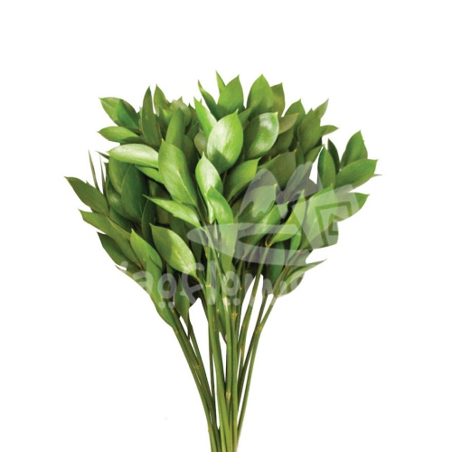 ruscus
