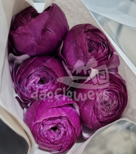elegance Amandine Violet