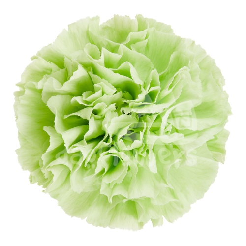 Eco
