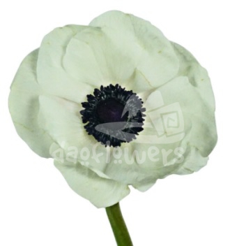 mistral white