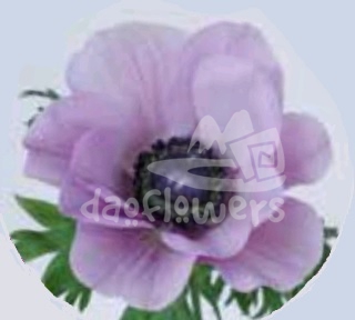 mistral soft purple
