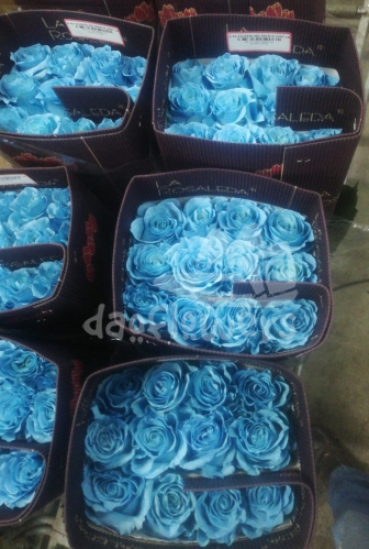 D 41 celeste mondial PNT