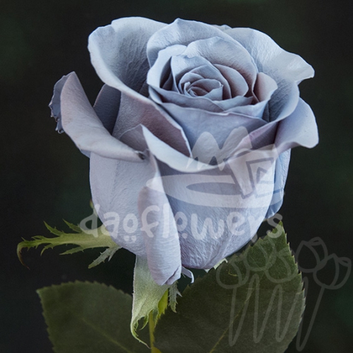 AS 005 Sky Blue PNT
