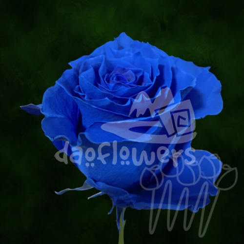 D 29 Royal Blue PNT