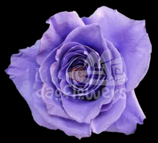 Lavander PNT