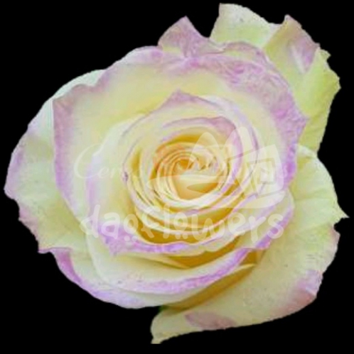 Kamaleon Violet PNT
