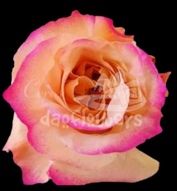 Peach Horizon PNT