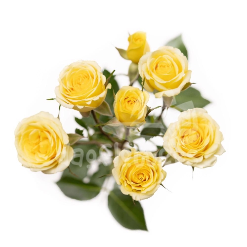 brilliant stars light yellow*