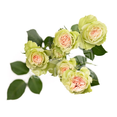 brilliant stars green pink*
