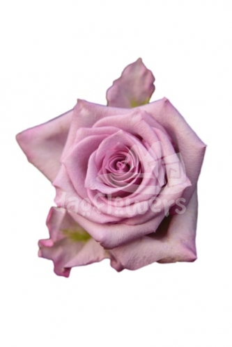 fantasy purple