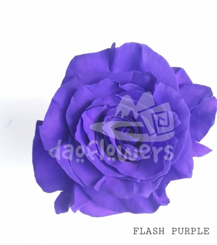 Flash Purple PNT