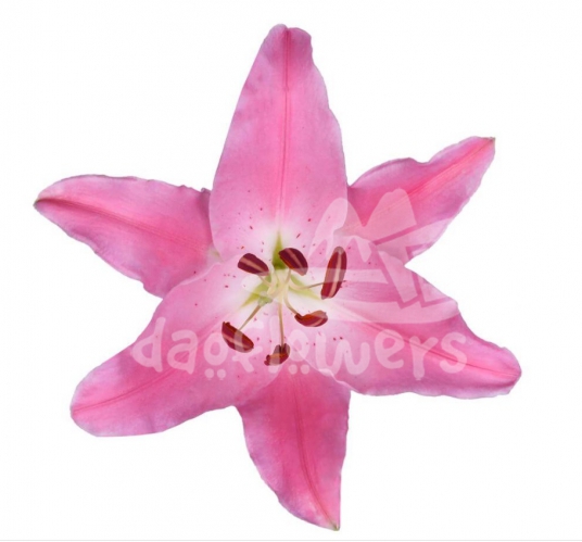 oriental pink