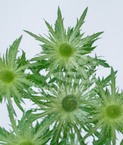 magical green