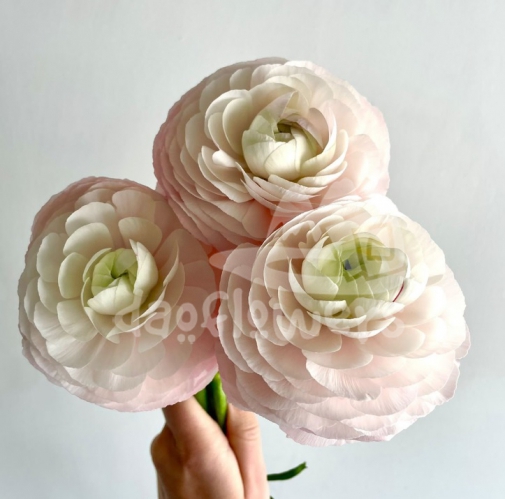 success Cloni Lady Pink